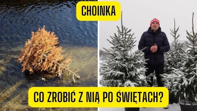 Jak postępować z żywą choinką po świętach, aby nie zmarnować drzewa