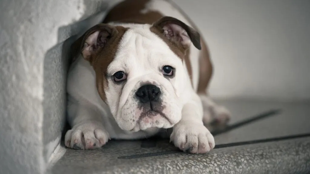 Jak postępować z wystraszonym psem, aby zbudować jego pewność siebie