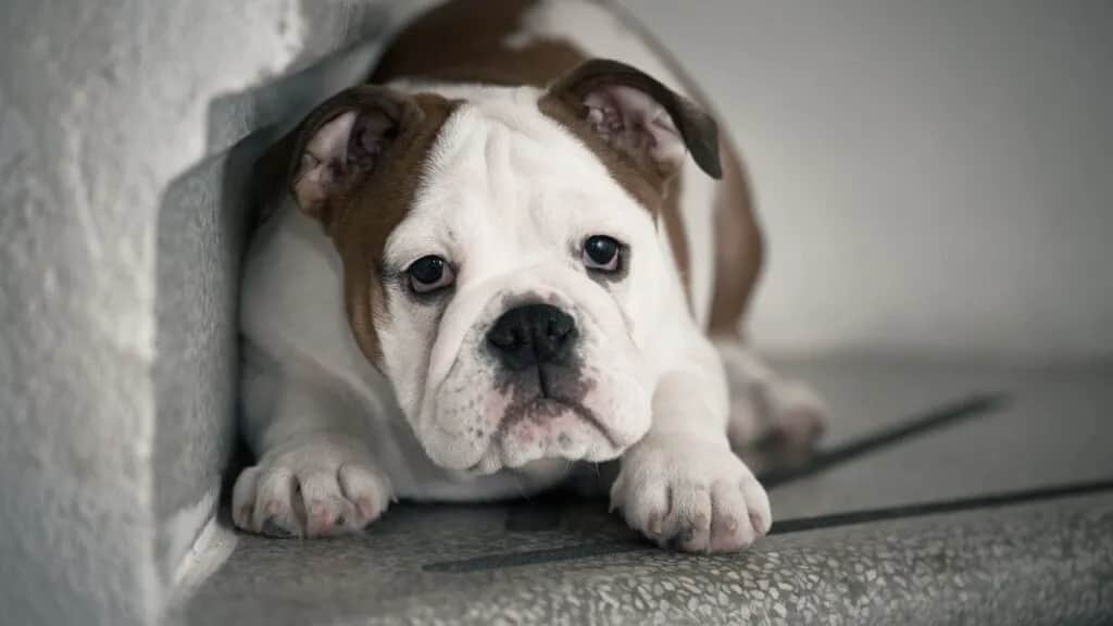 Jak postępować z wystraszonym psem, aby zbudować jego pewność siebie